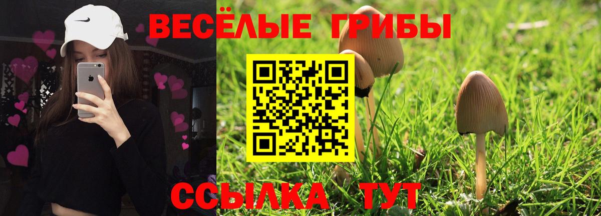 Псилоцибиновые грибы Psilocybine cubensis Южноуральск
